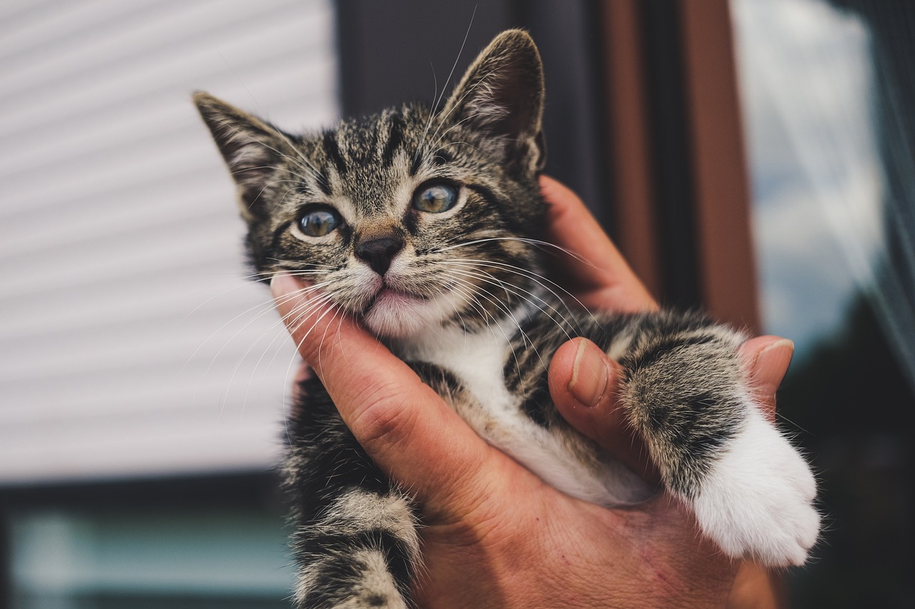 Chat dans une main