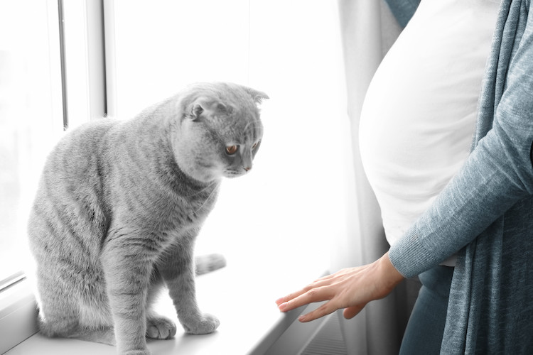 chat et femme enceinte maladie