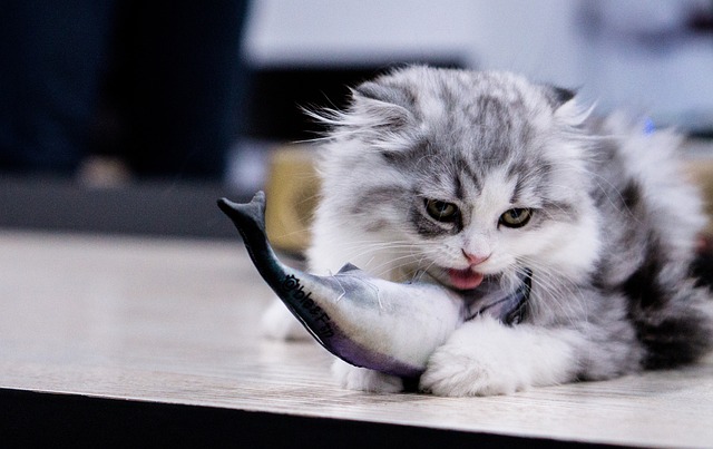 chat qui mange un poisson