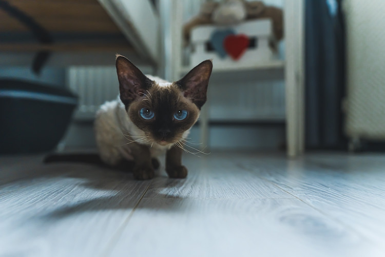 chat nain devon rex