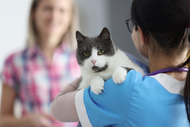 chat qui attaque conseils vétérinaire