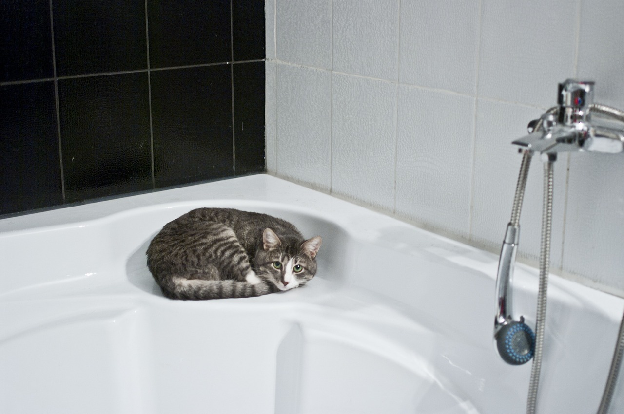 chat-baignoire