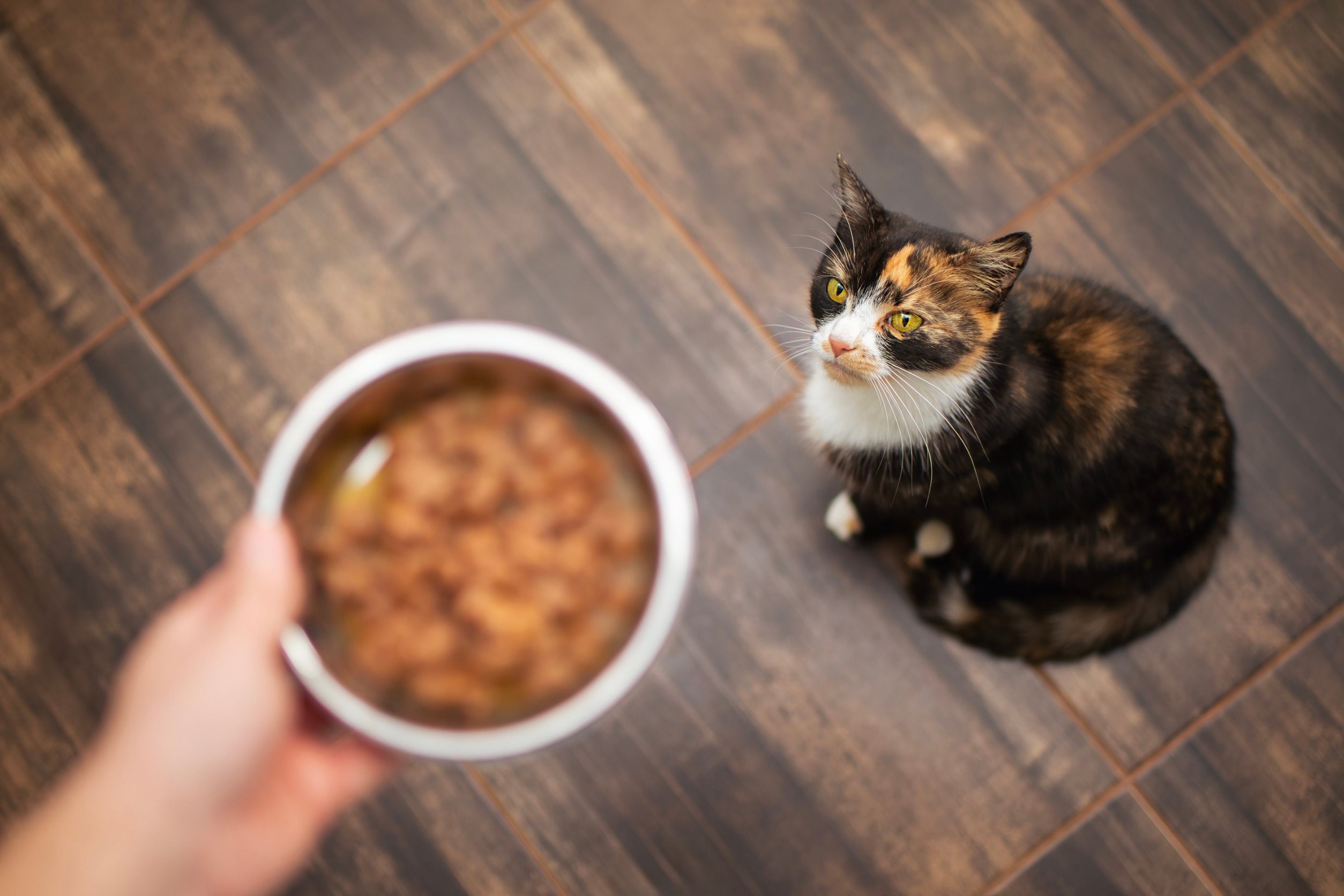 chat gamelle de pâté 