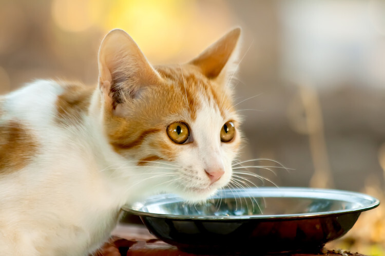 Pendant combien de temps un chat peut-il rester sans manger ?