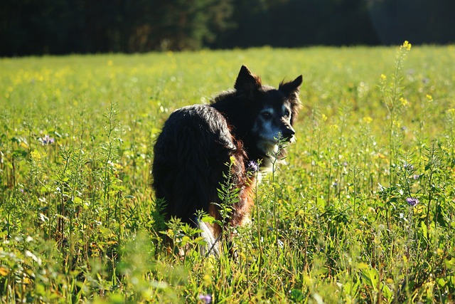 Piqûres de guêpes chez le chien : prévention et premiers soins