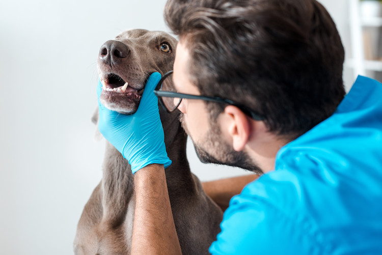 chien qui crache vétérinaire