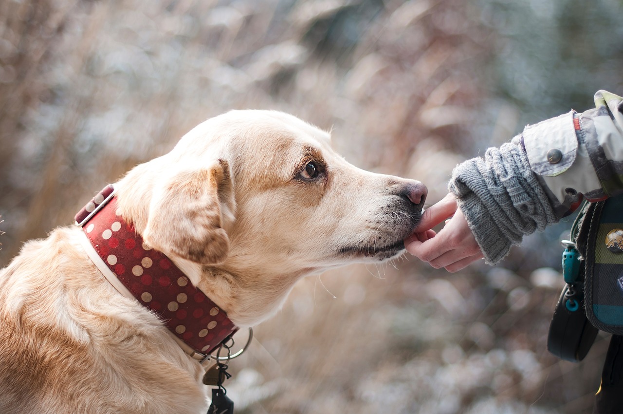 chien qui reçoit une friandise