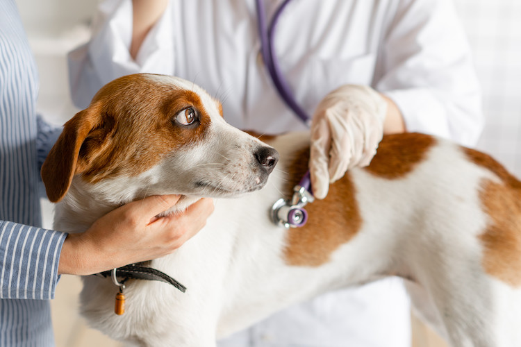 chien qui tousse diagnostic