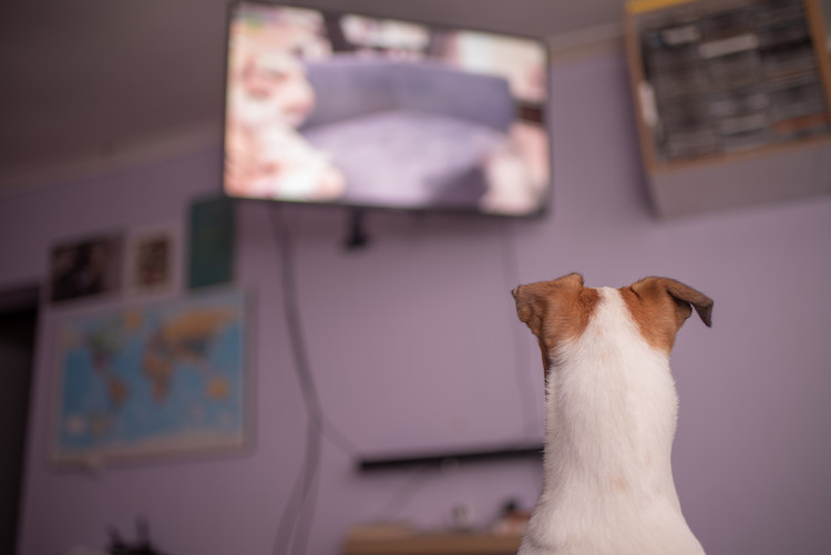 le chien voit-il la télé