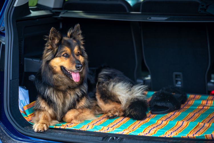 un grand chien a besoin d'espace pour voyager en voiture