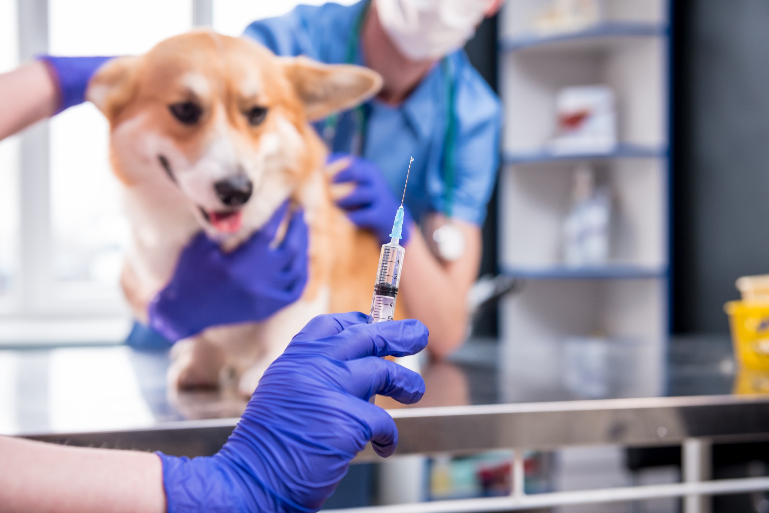 chien vaccine contre parvovirose