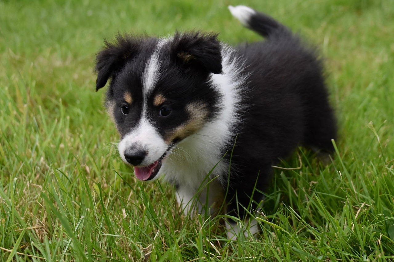 chiot jouant dans l'herbe