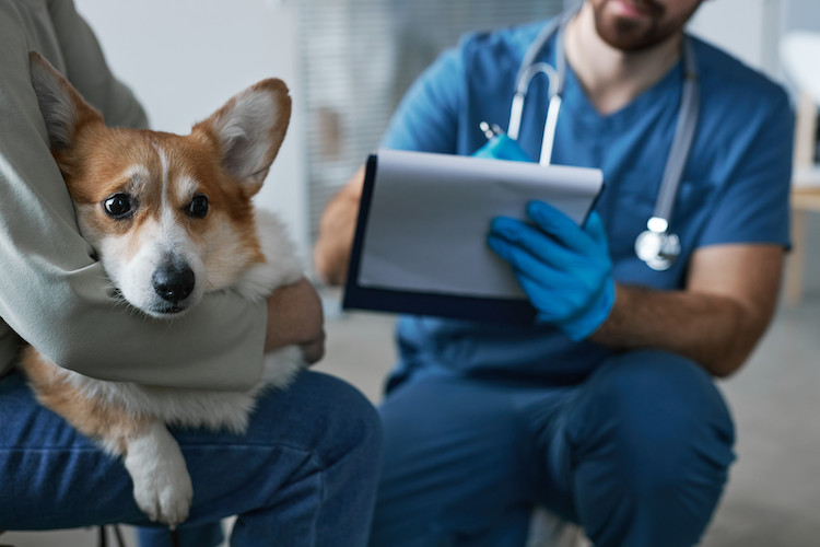 prévention et conseils vétérinaires sang dans les selles du chien