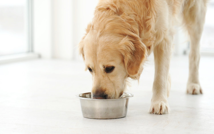 dermatite atopique chien et alimentation