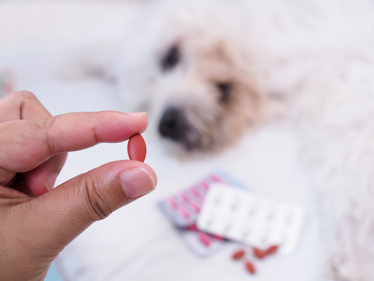 donner un anti-inflammatoires au chien