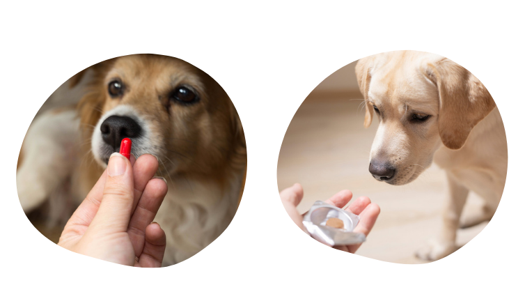 comment donner un médicament à son chien