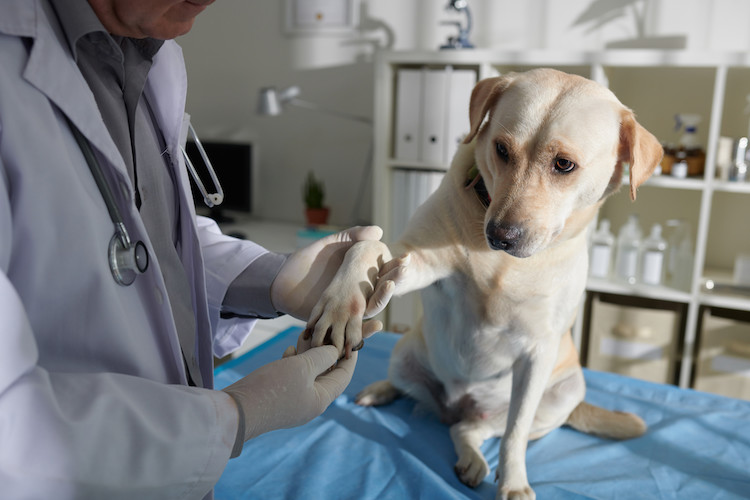 examens dermatite atopique du chien
