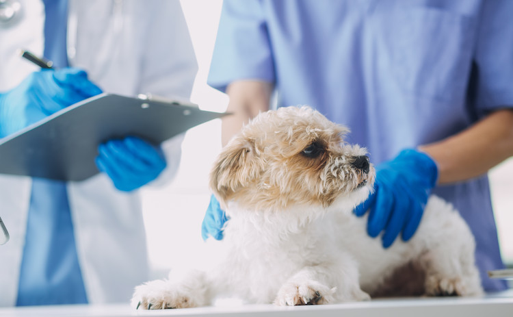 Diarrhée chez le chien : comment les éviter et les soigner ?