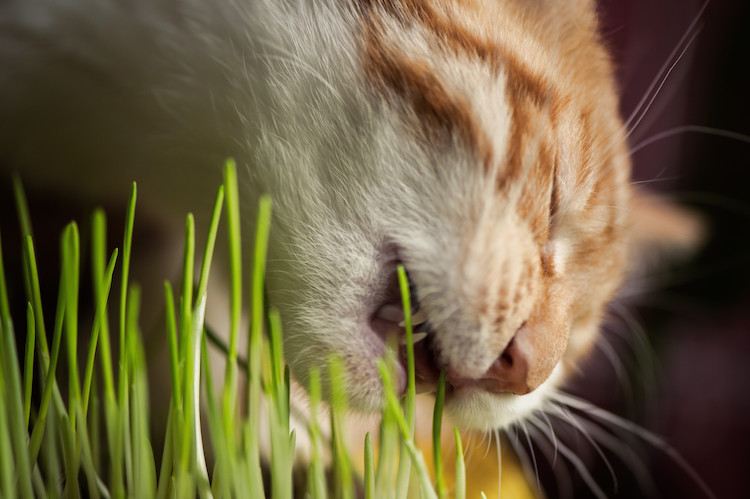félin qui mange de l'herbe à chat