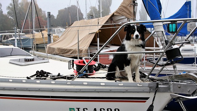 chien en bateau