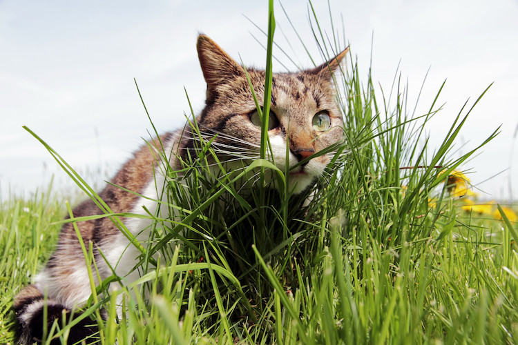 herbe à chat qui se purge