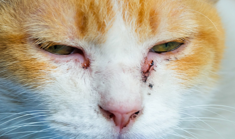 maladies des yeux du chat