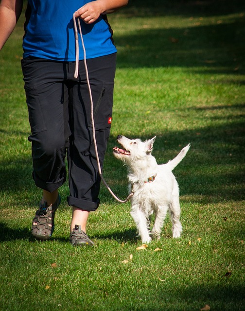 Apprendre à son chien à marcher en laisse : adopter les bons réflexes