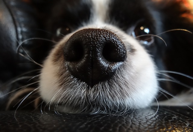 le nez du chien