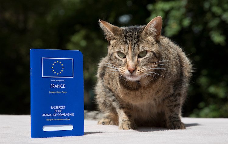 passeport européen chat et chien