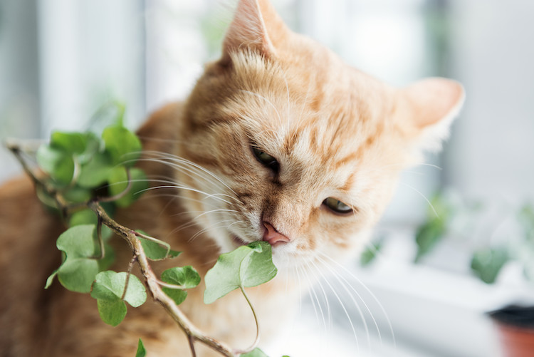 plantes toxiques pour le chat