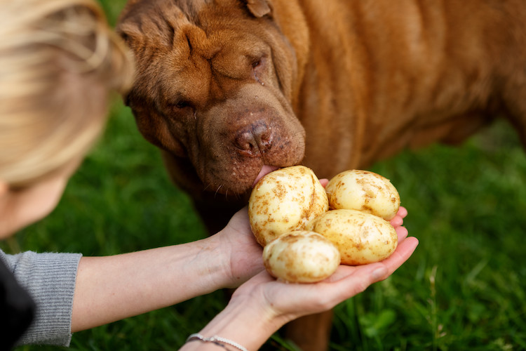 pommes de terre toxiques pour le chien.jpg