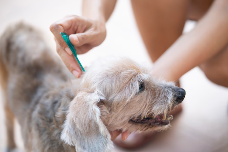 prévention dermatite atopique chien