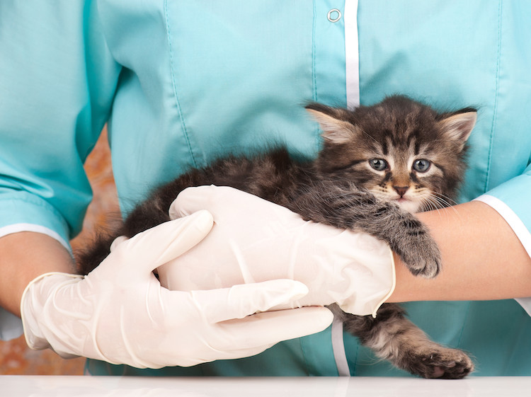 bilan de santé chat vétérinaire