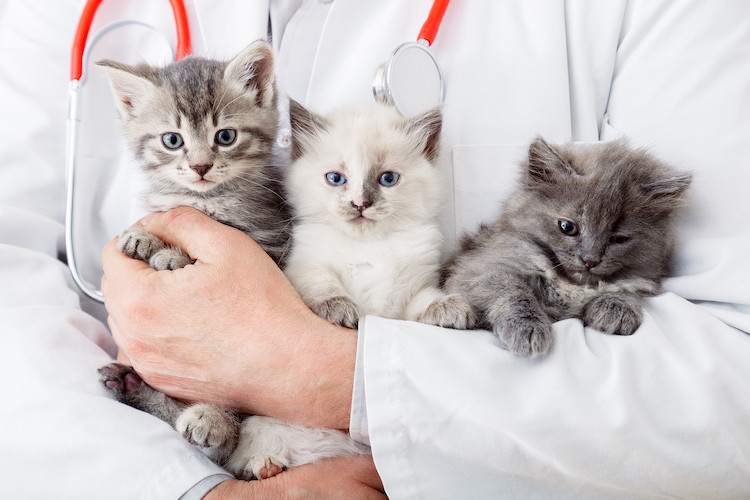 quels vaccins pour le chat