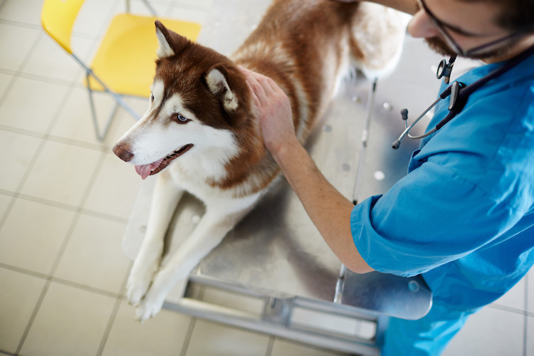 quel sont les vaccins recommandés pour le chien
