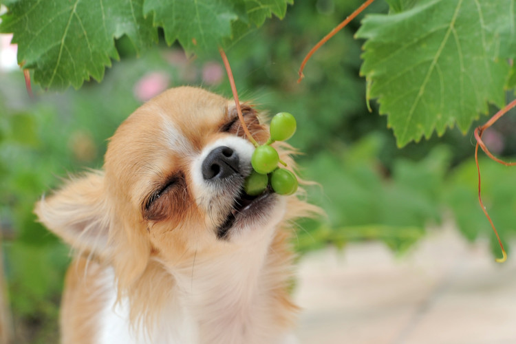 raisins toxiques pour le chien