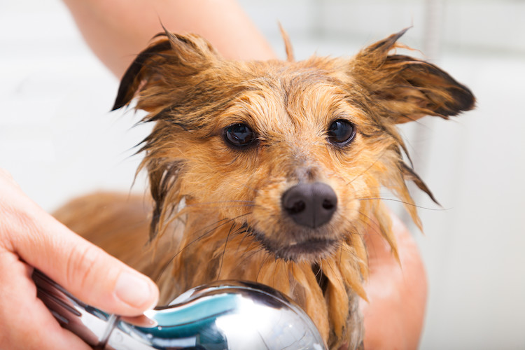 shampoing chien démangeaisons