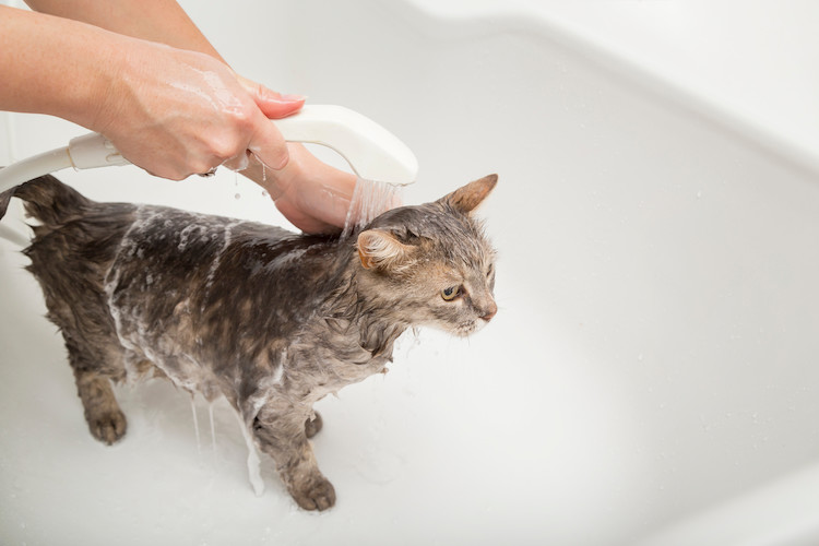 shampooing teigne du chat