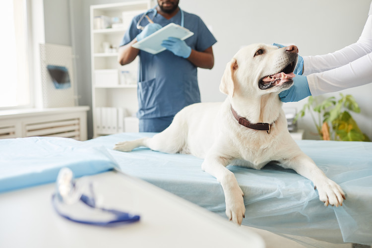 signes infection urinaire chez le chien vétérinaire