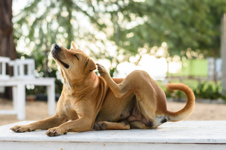symptômes signes dermatite atopique chien