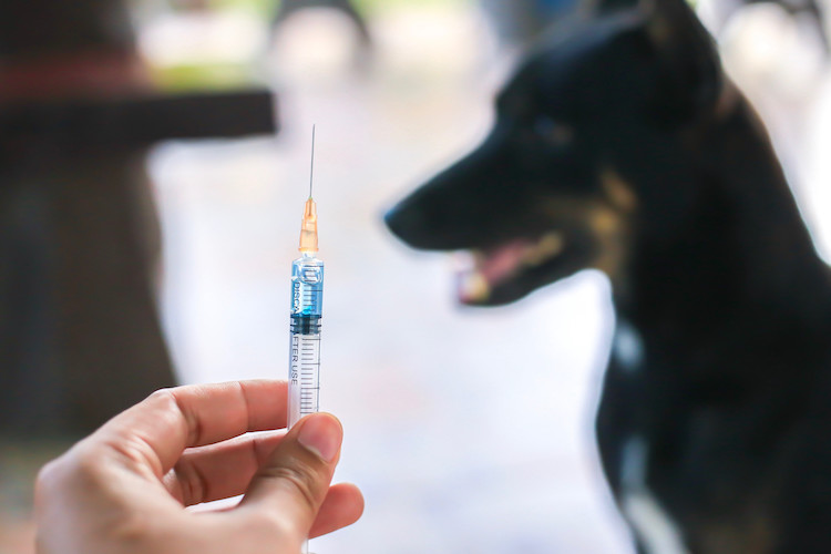 vaccin contre la rage chez le chien