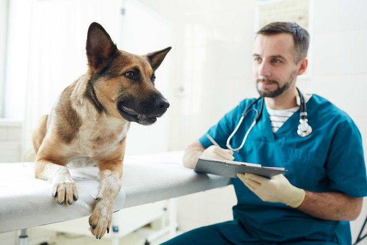 vaccin leishmaniose chien