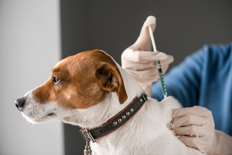 vaccin maladie de Lyme chien
