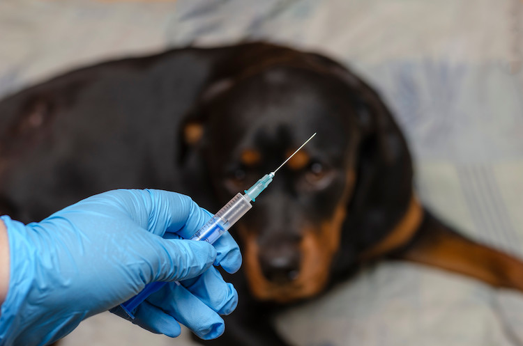 vaccin contre la rage chiens dangereux
