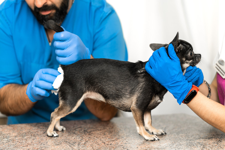 vidange des glandes anales du chien chez le vétérinaire