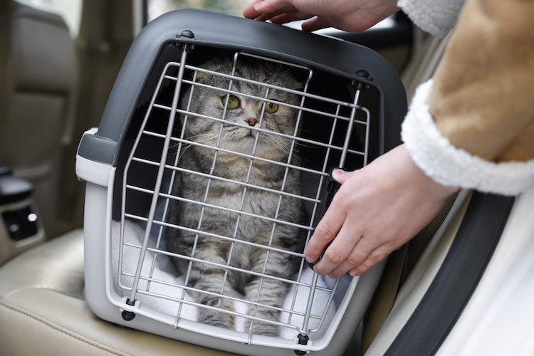 chat en voiture dans sa caisse de transport