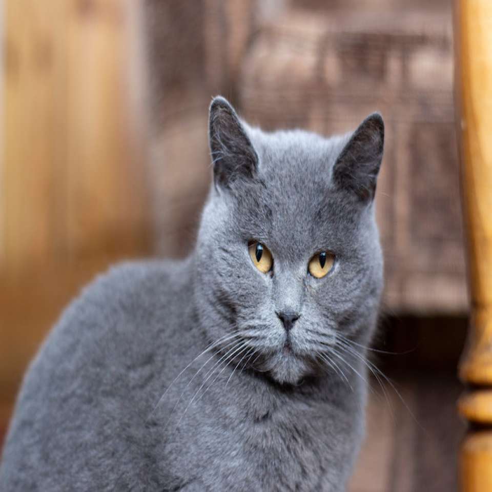 Le Chartreux origines caract re sant