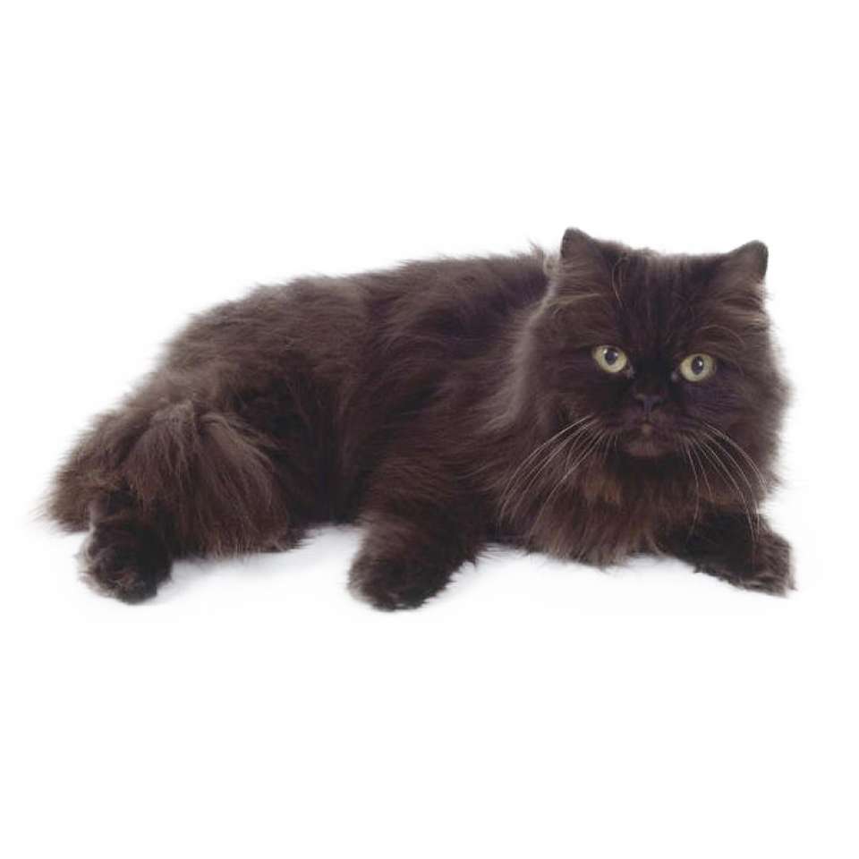 Кот черно шоколадный. Шантильи Тиффани кошка. Йоркская шоколадная кошка длинношерстная. Шантильи Тиффани окрасы. Шоколадный Йорк кошка.