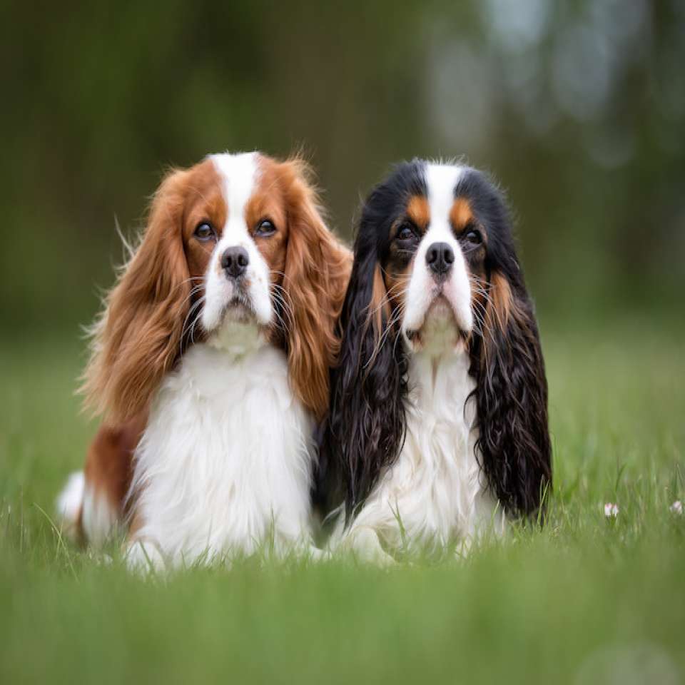 Cavalier King Charles Origine caract re et sant