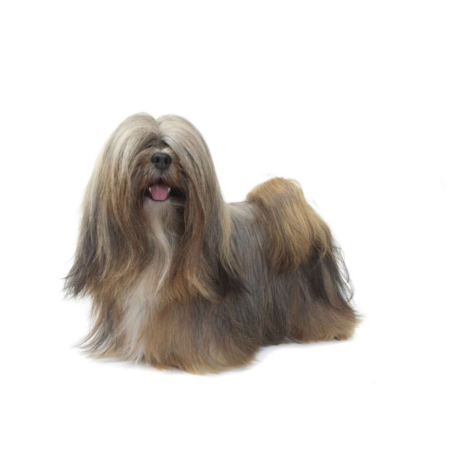 Lhassa Apso Origine caract ristiques sant